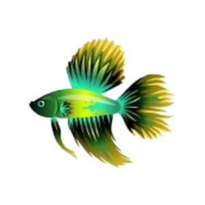 Yellow Dorsal Betta